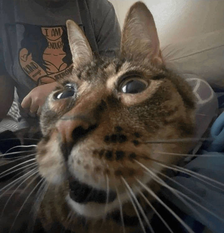 brown cat that is very close to you