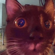 cat looking at some glowy thing behind the camera