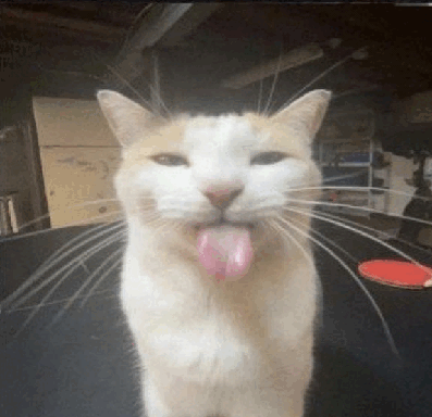 orange cat that might be a little goofy